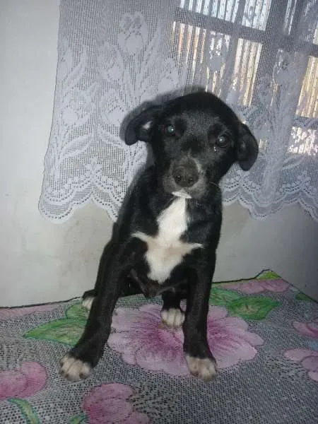 Cachorro ra a mestiço labrador idade 2 a 6 meses nome sem nome