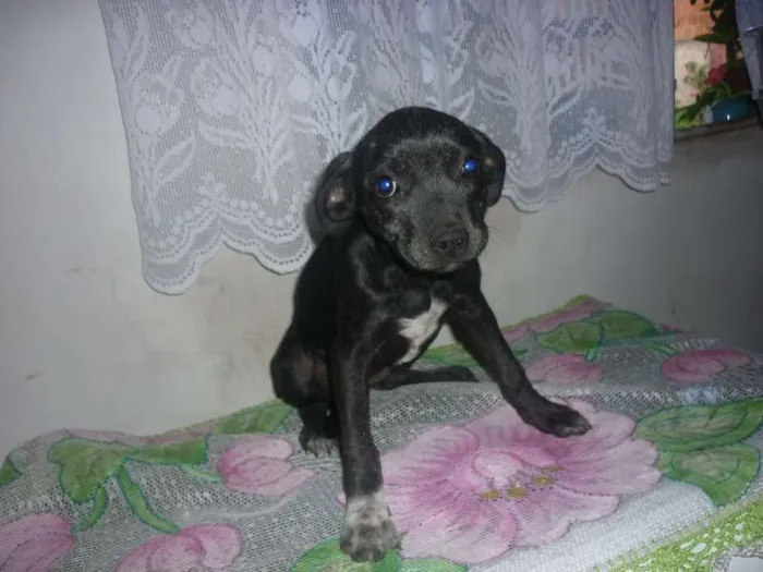 Cachorro ra a mestiço labrador idade 2 a 6 meses nome sem nome