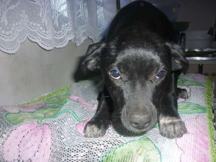 Cachorro ra a mestiço labrador idade 2 a 6 meses nome sem nome