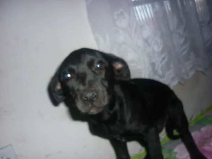 Cachorro ra a mestiço labrador idade 2 a 6 meses nome sem nome