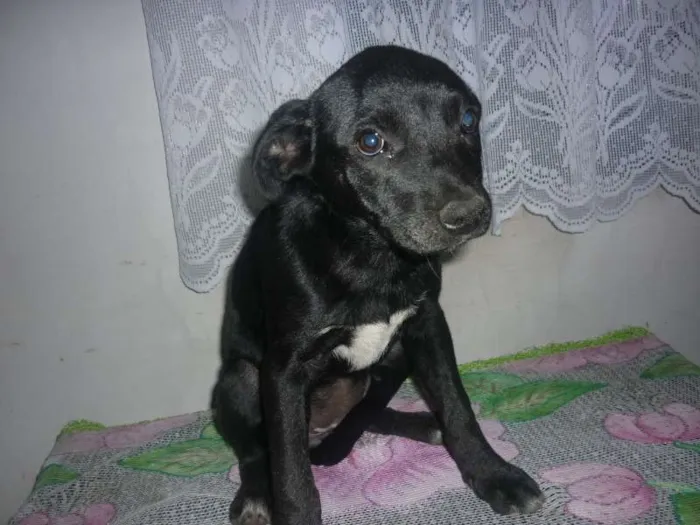 Cachorro ra a mestiço labrador idade 2 a 6 meses nome sem nome