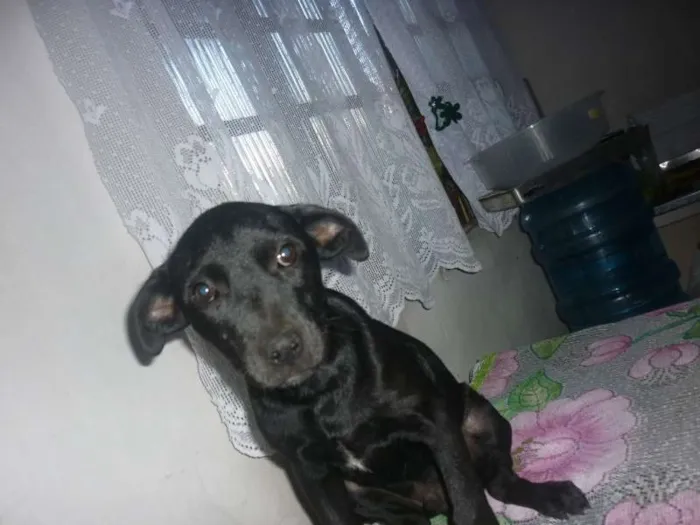 Cachorro ra a mestiço labrador idade 2 a 6 meses nome sem nome