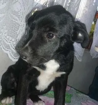 Cachorro ra a mestiço labrador idade 2 a 6 meses nome sem nome