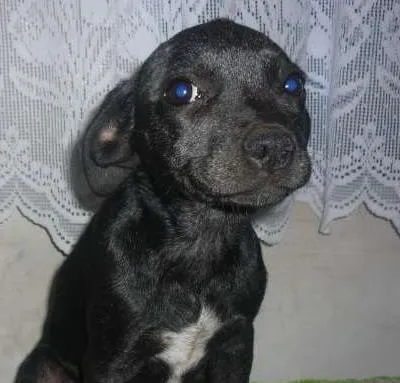 Cachorro ra a mestiço labrador idade 2 a 6 meses nome sem nome