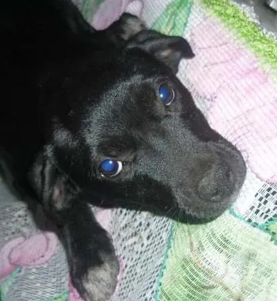 Cachorro ra a mestiço labrador idade 2 a 6 meses nome sem nome