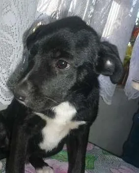 Cachorro ra a mestiço labrador idade 2 a 6 meses nome sem nome