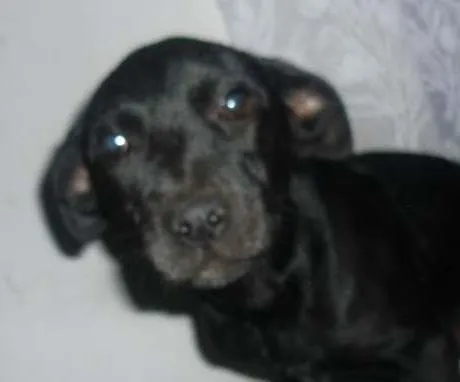 Cachorro ra a mestiço labrador idade 2 a 6 meses nome sem nome