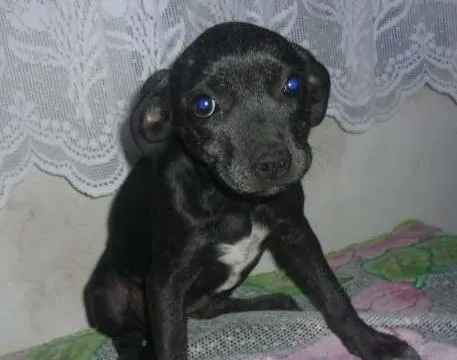 Cachorro ra a mestiço labrador idade 2 a 6 meses nome sem nome