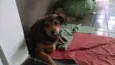 Dóguinho