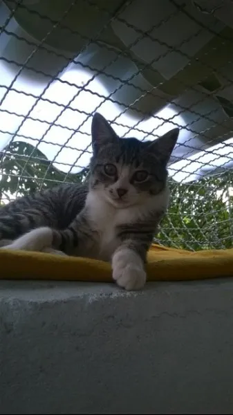 Gato raça s idade 7 a 11 meses nome Marrie