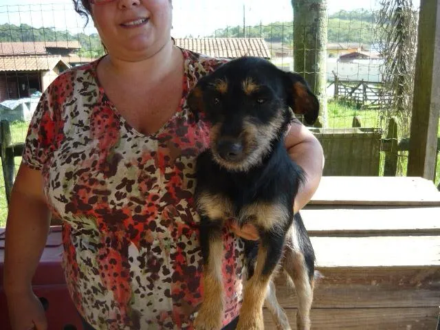 Cachorro ra a SRD idade 1 ano nome Pepito