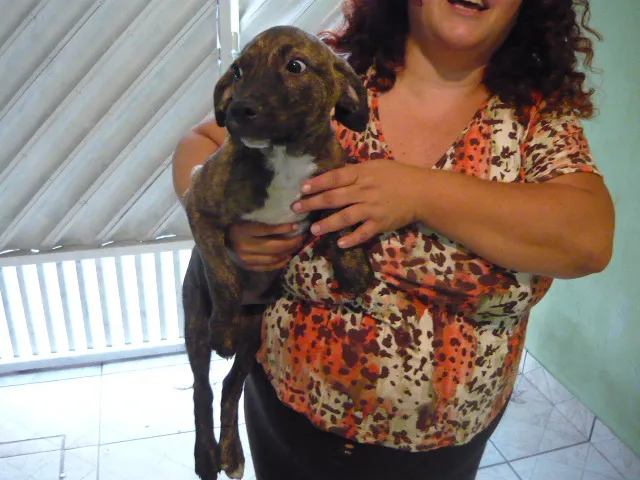 Cachorro ra a SRD idade 2 a 6 meses nome Pedrinho