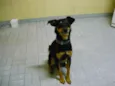 Janjão