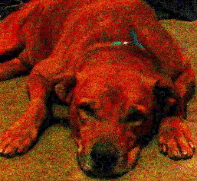 Cachorro raça Fila brasileiro idade 4 anos nome Guerreiro