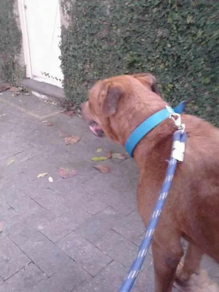 Cachorro raça Fila brasileiro idade 4 anos nome Guerreiro
