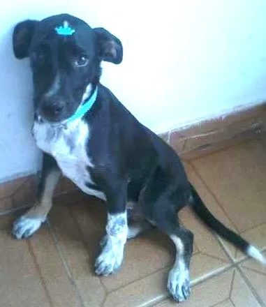 Cachorro ra a indefinido idade 7 a 11 meses nome Théo