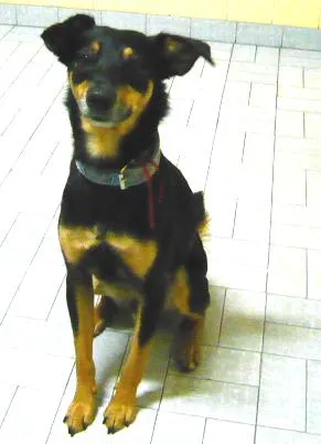 Cachorro raça SRD idade 1 ano nome Janjão
