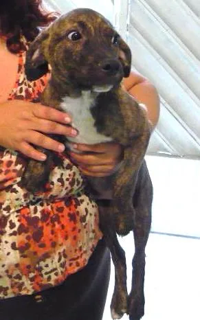 Cachorro raça SRD idade 2 a 6 meses nome Pedrinho