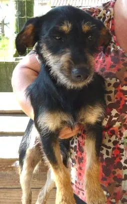Cachorro ra a SRD idade 1 ano nome Pepito