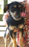 Pepito