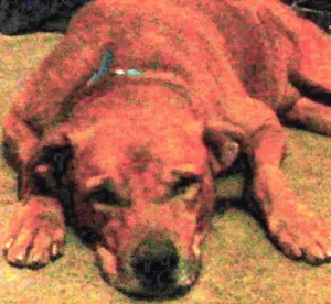 Cachorro raça Fila brasileiro idade 4 anos nome Guerreiro