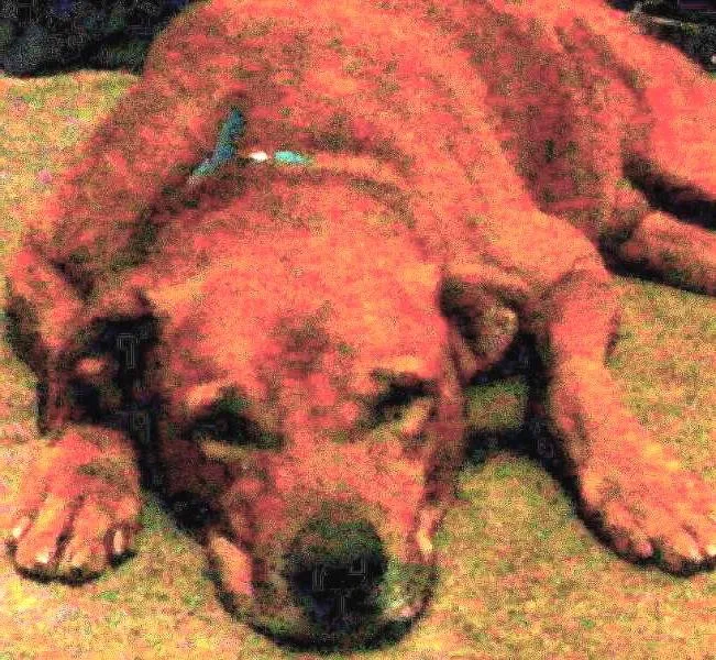 Cachorro raça Fila brasileiro idade 4 anos nome Guerreiro