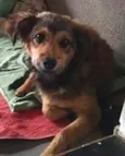 Dóguinho