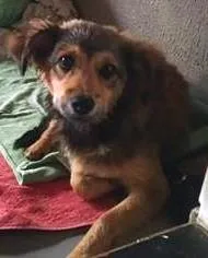 Cachorro raça Bonitinho idade 2 a 6 meses nome Dóguinho