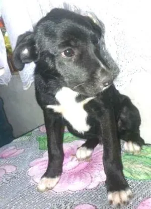 Cachorro raça mestiço labrador idade 2 a 6 meses nome sem nome