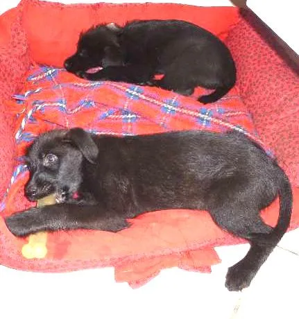 Cachorro ra a SRD idade Abaixo de 2 meses nome FILHOTES
