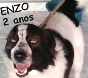 Cachorro raça Border Collie idade 2 anos nome Enzo