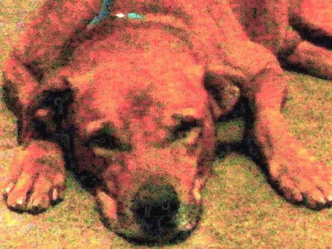 Cachorro raça Fila brasileiro idade 4 anos nome Guerreiro