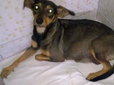 Cachorro raça SRD idade 2 anos nome nina