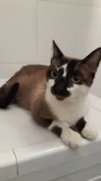 Rodolfo