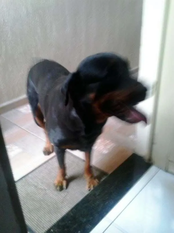 Cachorro ra a Rottwailer idade 2 anos nome Lili