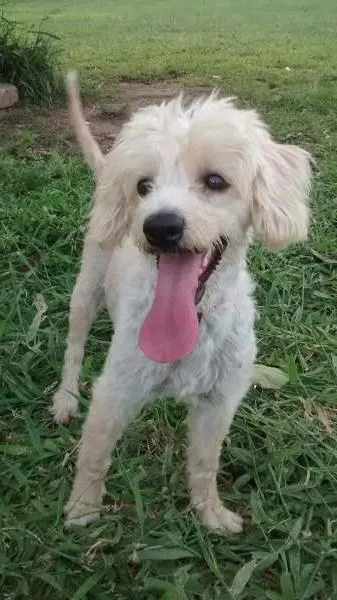 Cachorro ra a Nada idade 3 anos nome Nina
