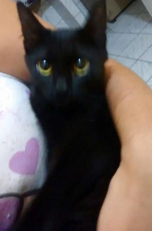 Gato ra a  idade 2 a 6 meses nome BELLA