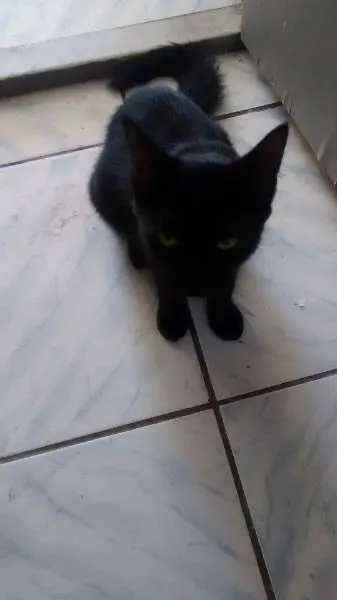 Gato ra a  idade 2 a 6 meses nome BELLA