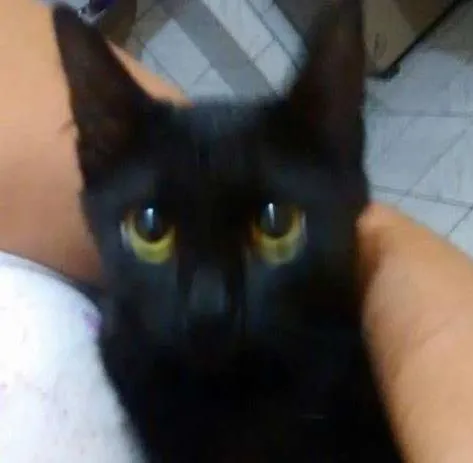 Gato ra a  idade 2 a 6 meses nome BELLA