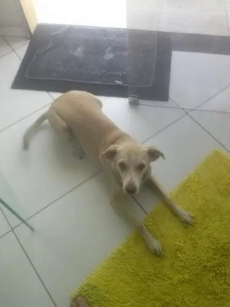 Cachorro ra a vira lata idade 7 a 11 meses nome Galega