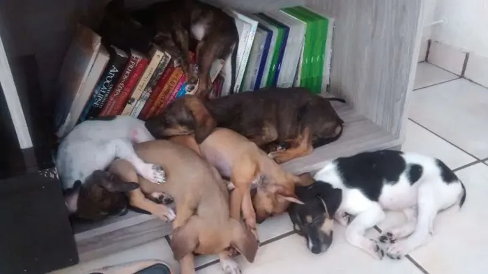 Cachorro ra a vira lata idade 2 a 6 meses nome não tem nome ainda