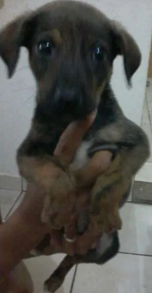 Cachorro ra a vira lata idade 2 a 6 meses nome não tem nome ainda