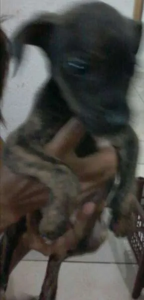 Cachorro ra a vira lata idade 2 a 6 meses nome não tem nome ainda