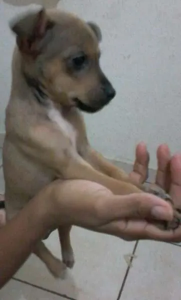 Cachorro ra a vira lata idade 2 a 6 meses nome não tem nome ainda