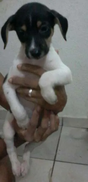 Cachorro ra a vira lata idade 2 a 6 meses nome não tem nome ainda