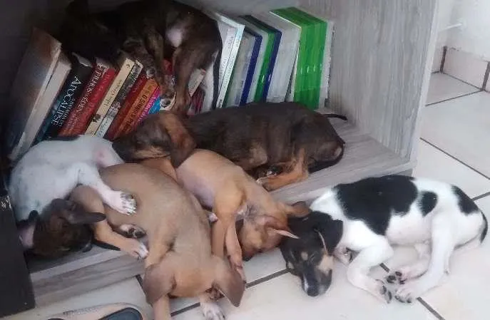 Cachorro ra a vira lata idade 2 a 6 meses nome não tem nome ainda