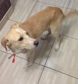 Cachorro raça Vira lata idade 2 anos nome Sem nome