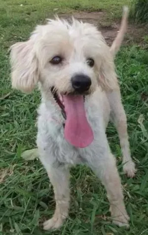 Cachorro raça Nada idade 3 anos nome Nina