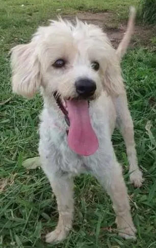Cachorro ra a Nada idade 3 anos nome Nina