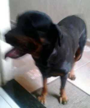 Cachorro raça Rottwailer idade 2 anos nome Lili